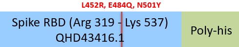 Spike RBD Structure