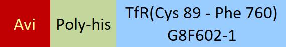 Transferrin R Structure