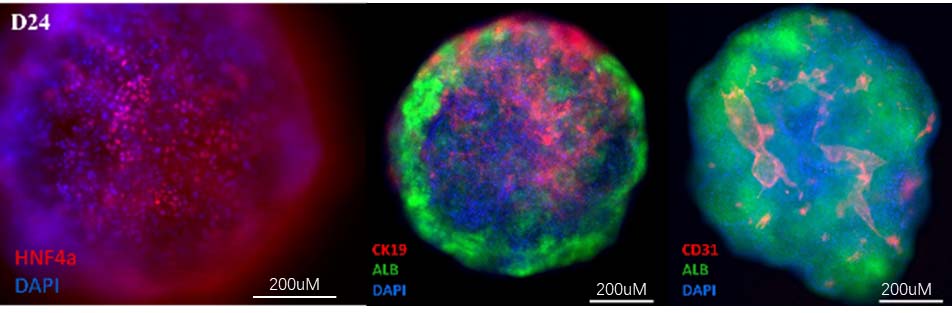  Organoids MARKER EXPRESSION