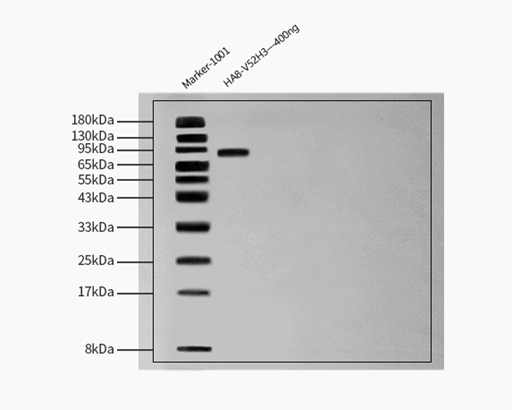  Hemagglutinin (HA) WESTERN BLOT